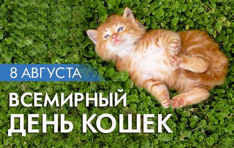 8 августа всемирный день кошек